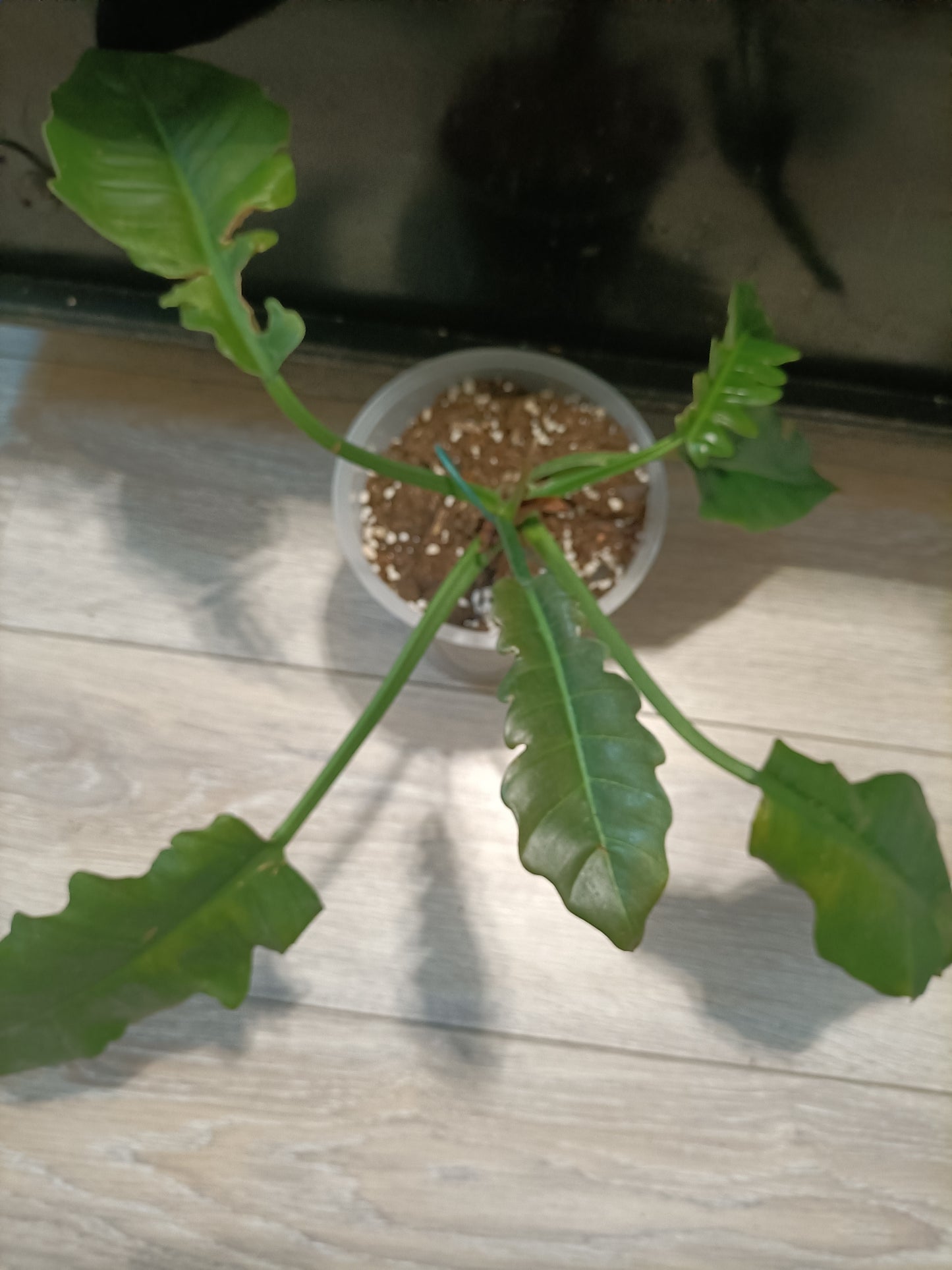 Philodendron Jungle Boogie