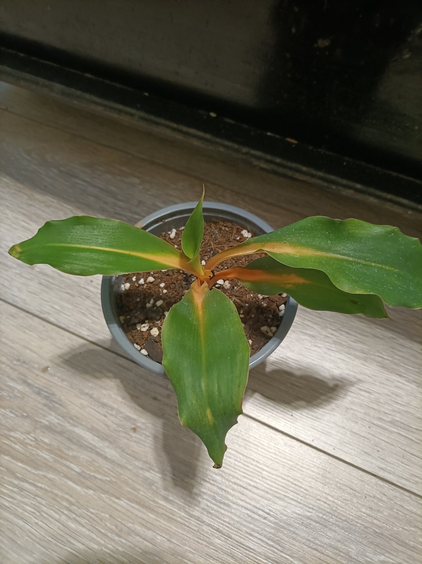 Chlorophytum Orchidastrum Green/Orange