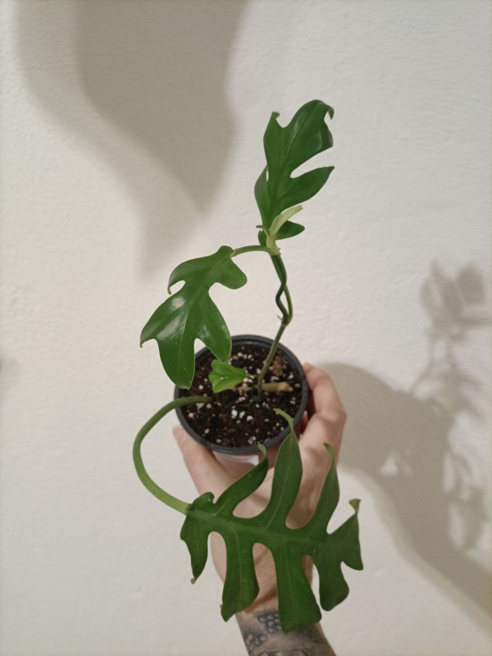 Philodendron Distantilobum