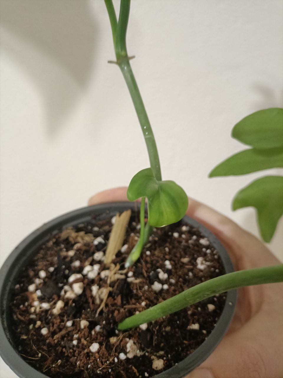 Philodendron Distantilobum