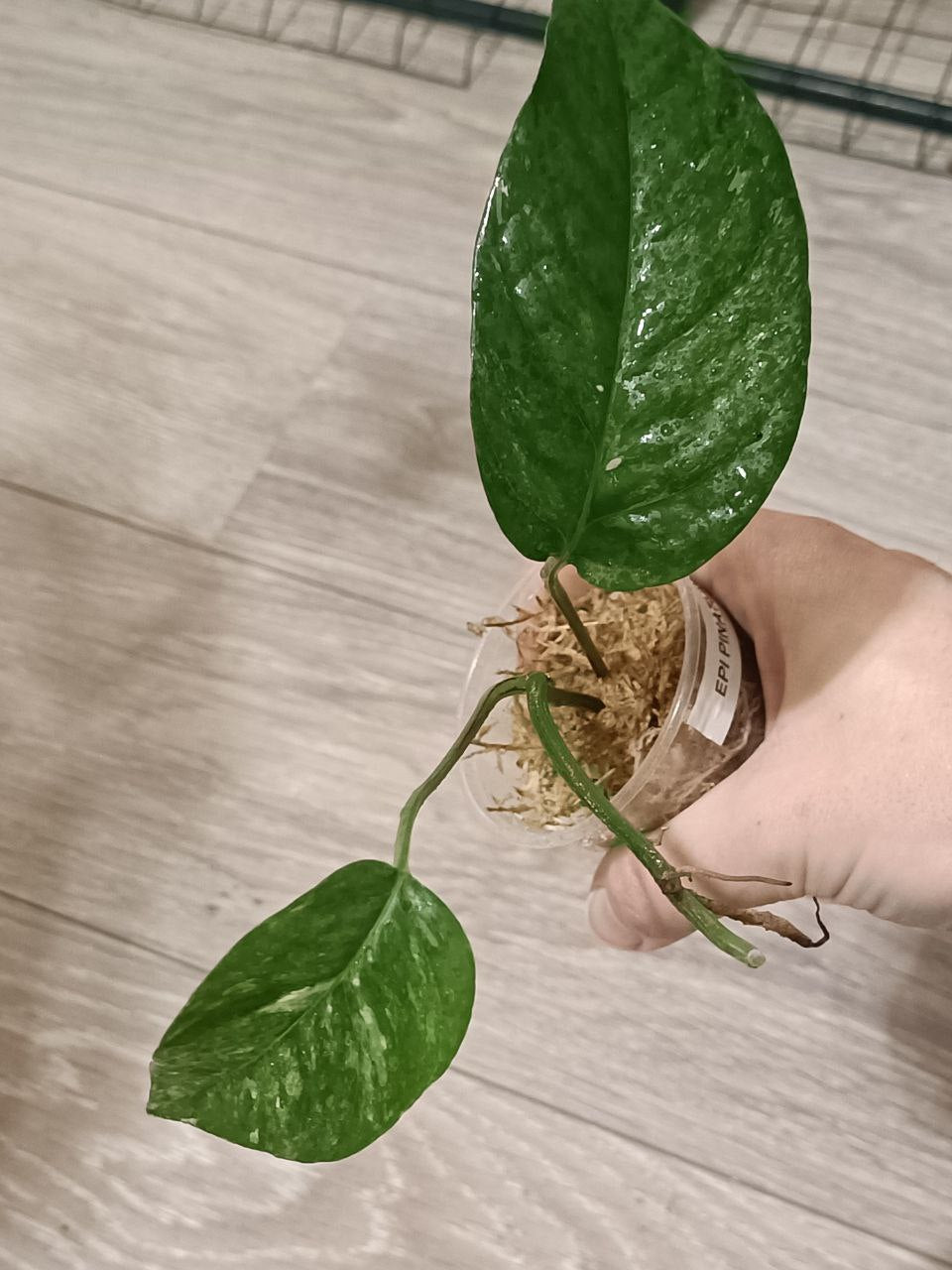 Epipremnum Pinnatum Albo Variegata