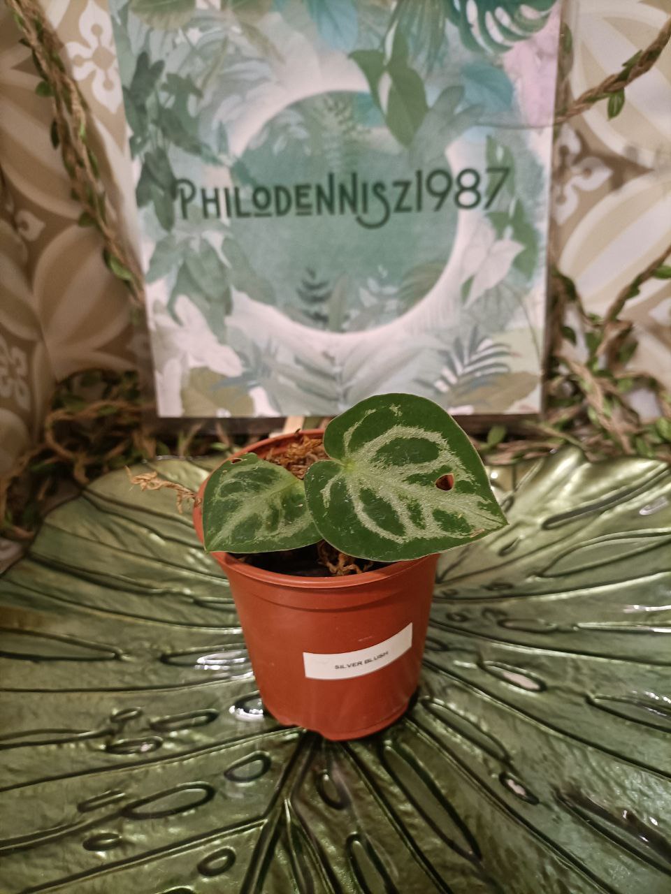 anthurium crystalinium silver blush