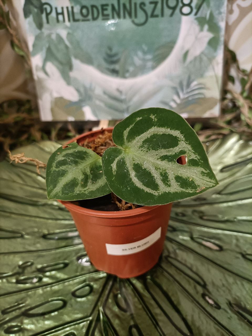 anthurium crystalinium silver blush