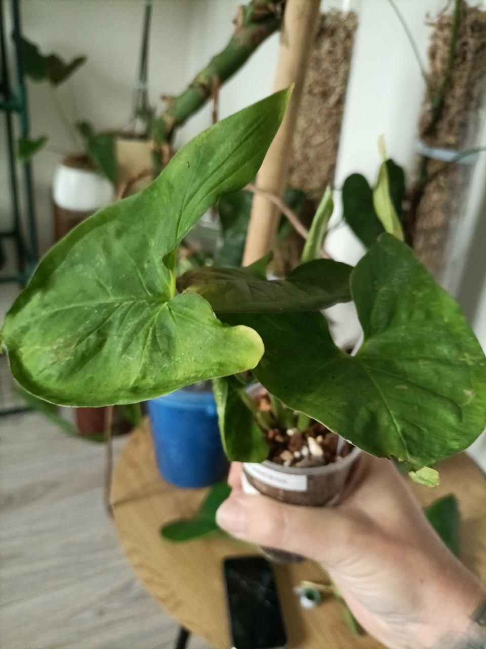 Syngonium pink splash allusion