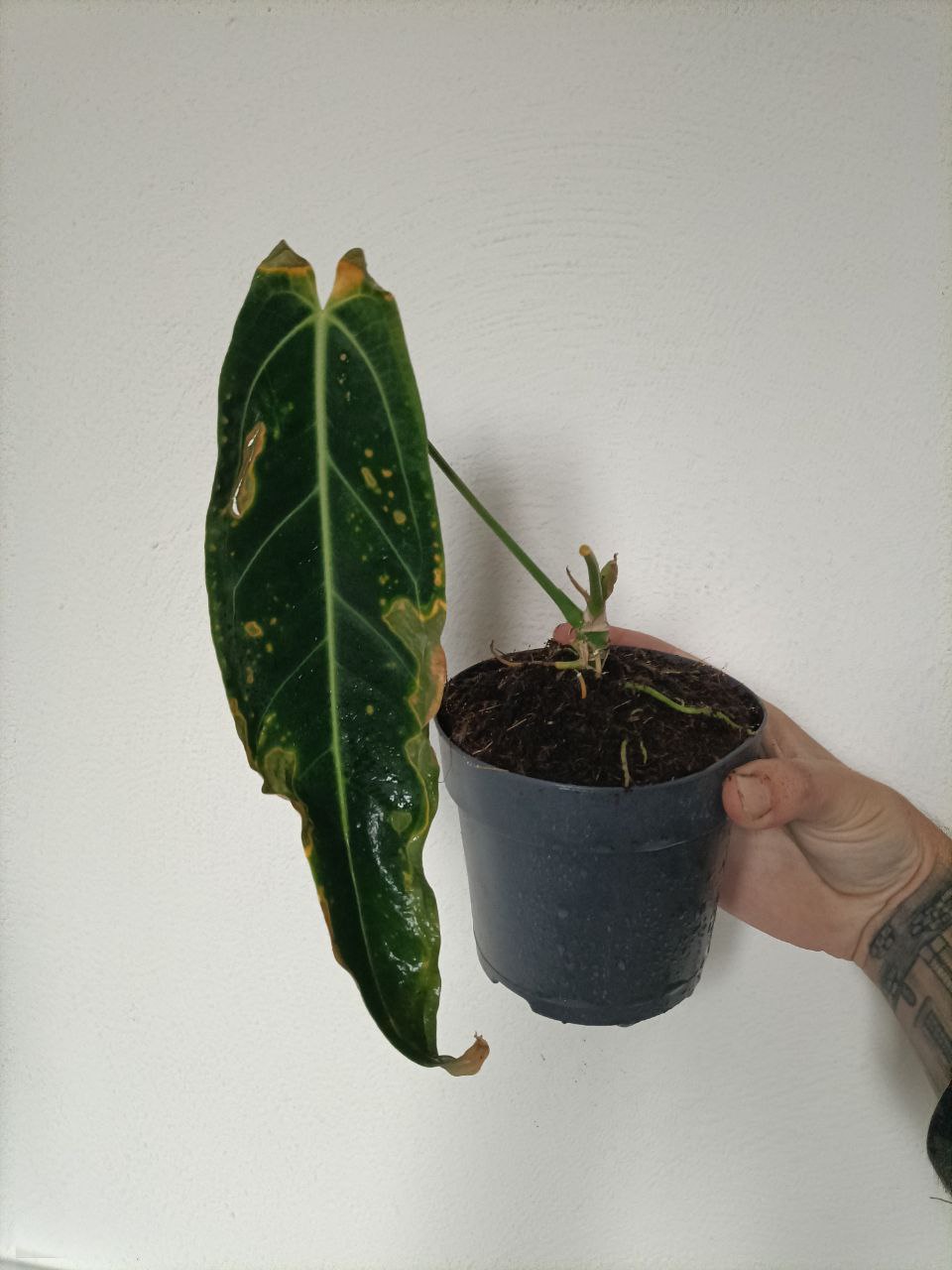 Anthurium warocqueanum dark form