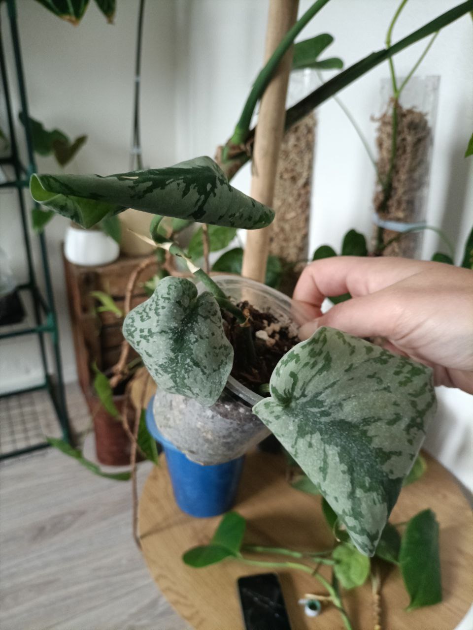 scindaptus exotica