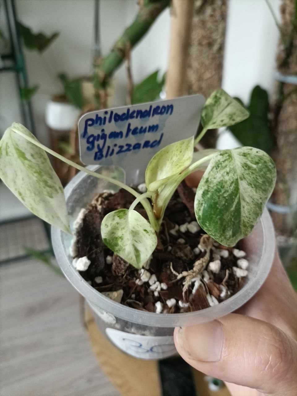 Philodendron giganteum blizzard