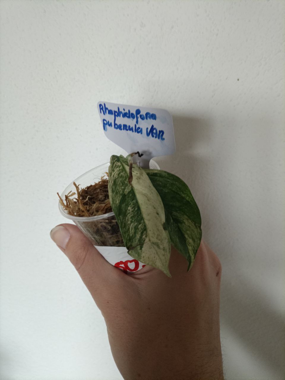 Rhaphidophora peberula variegata