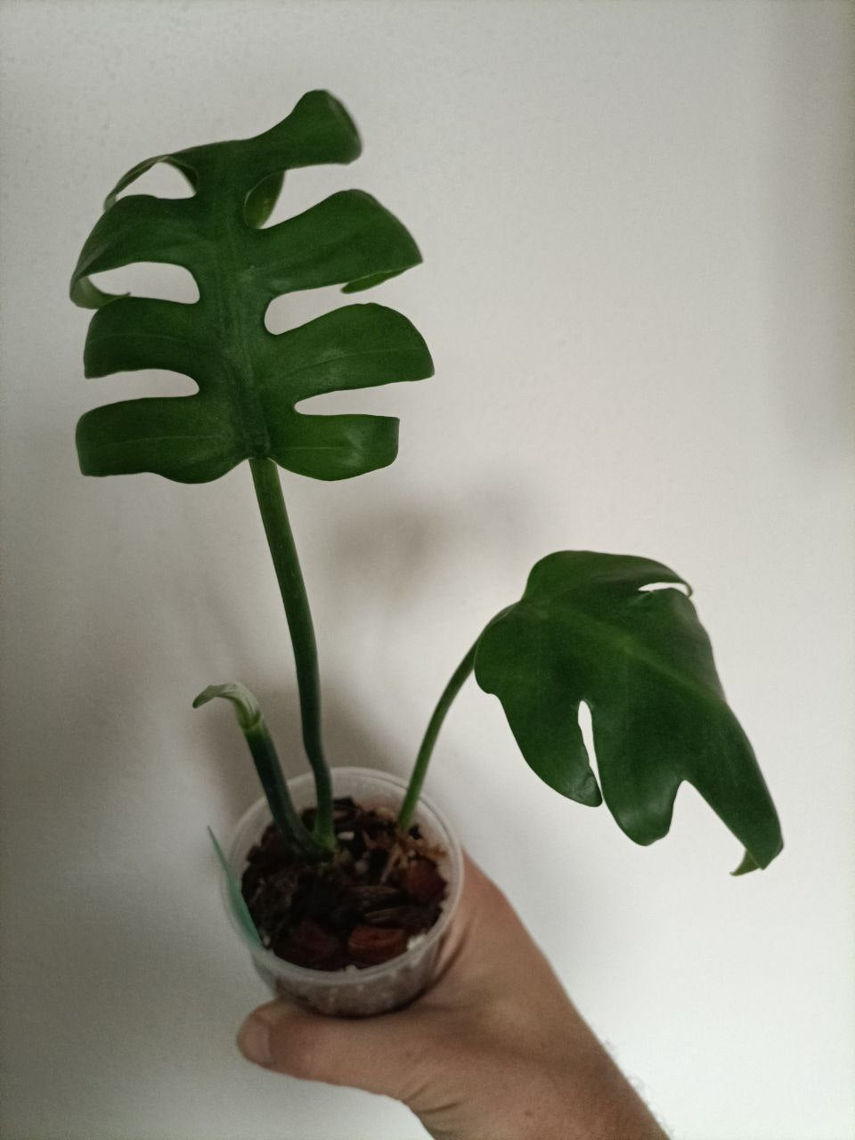 Philodendron distantilobum