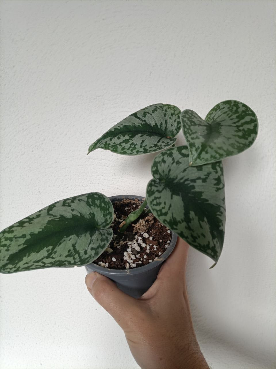 scindaptus pictus exotica