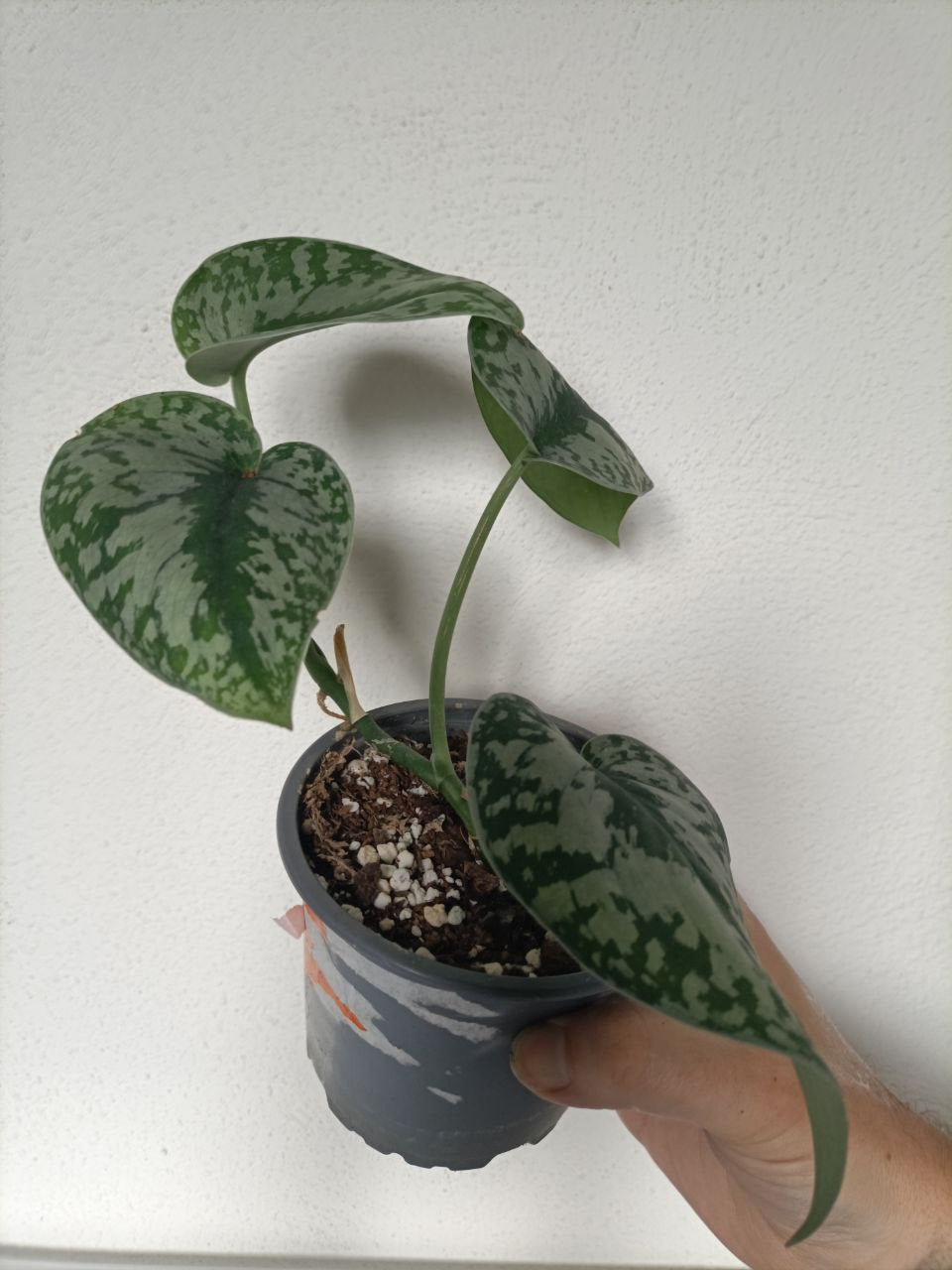 scindaptus pictus exotica