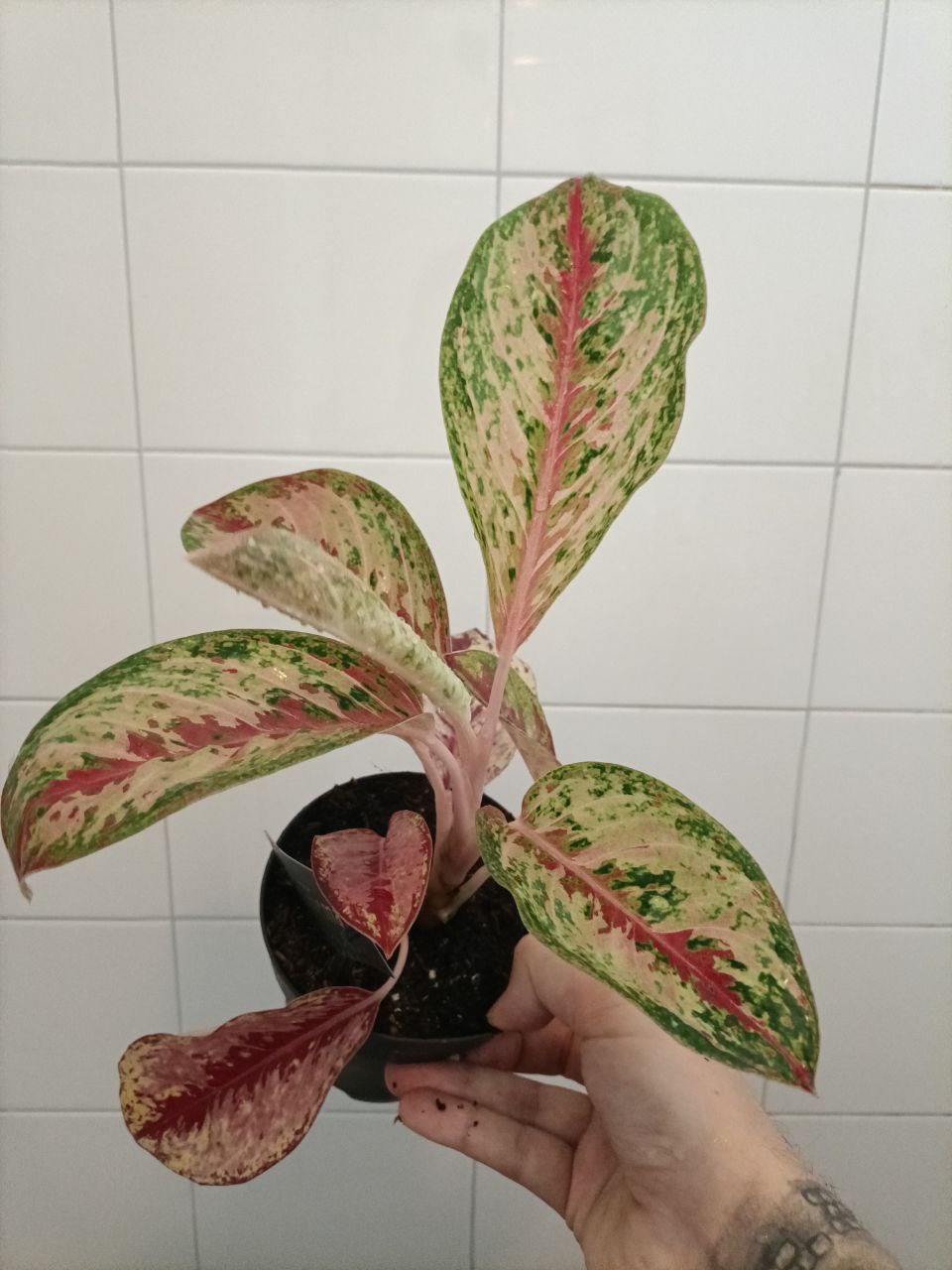aglaonema redgreen