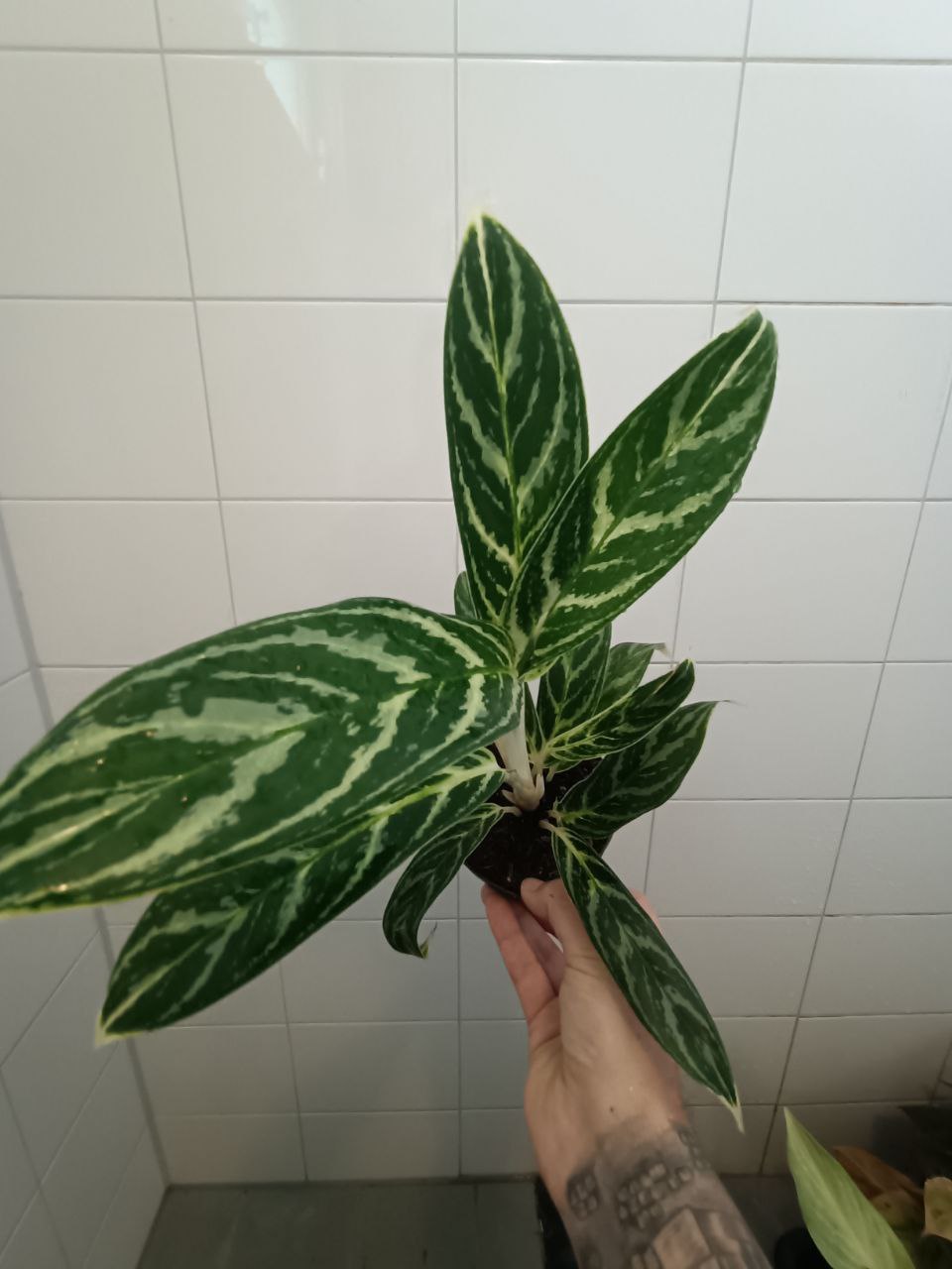 aglaonema ivy green