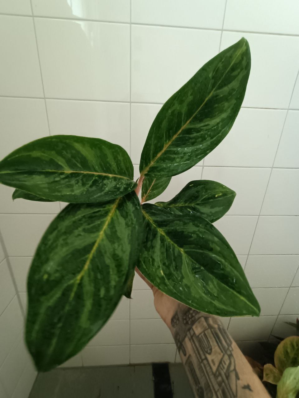 aglaonema peach pearl