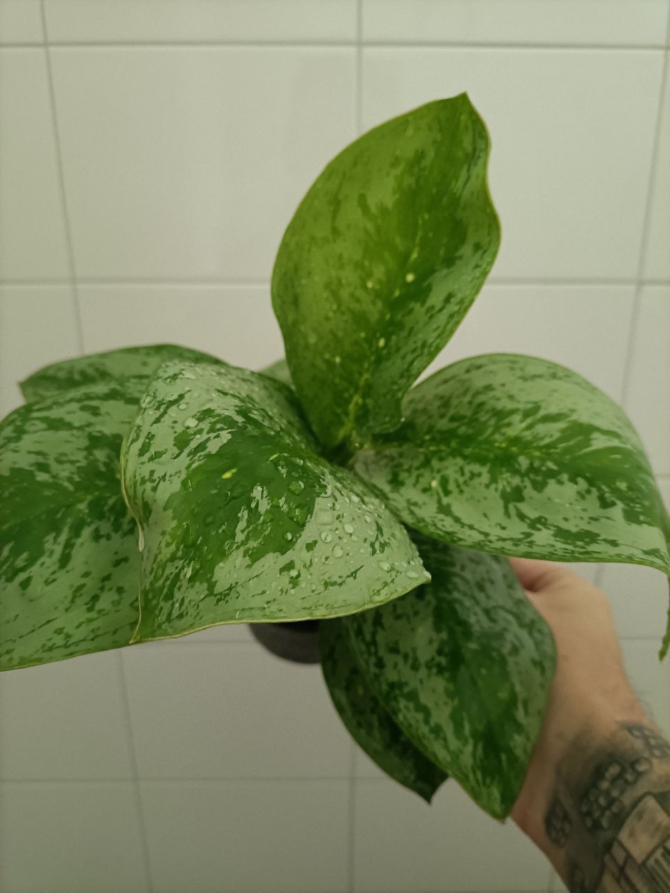 aglaonema green lady