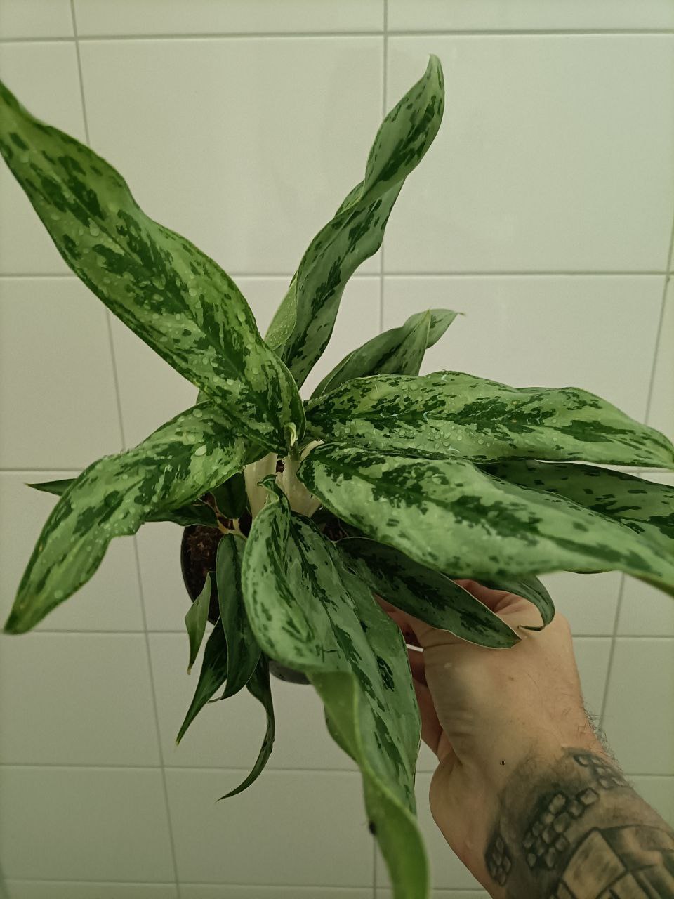 aglaonema greyhound