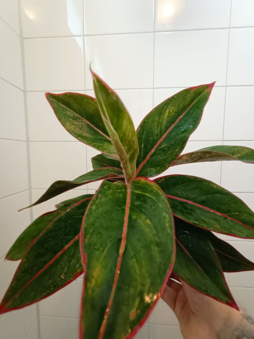 aglaonema jungle red