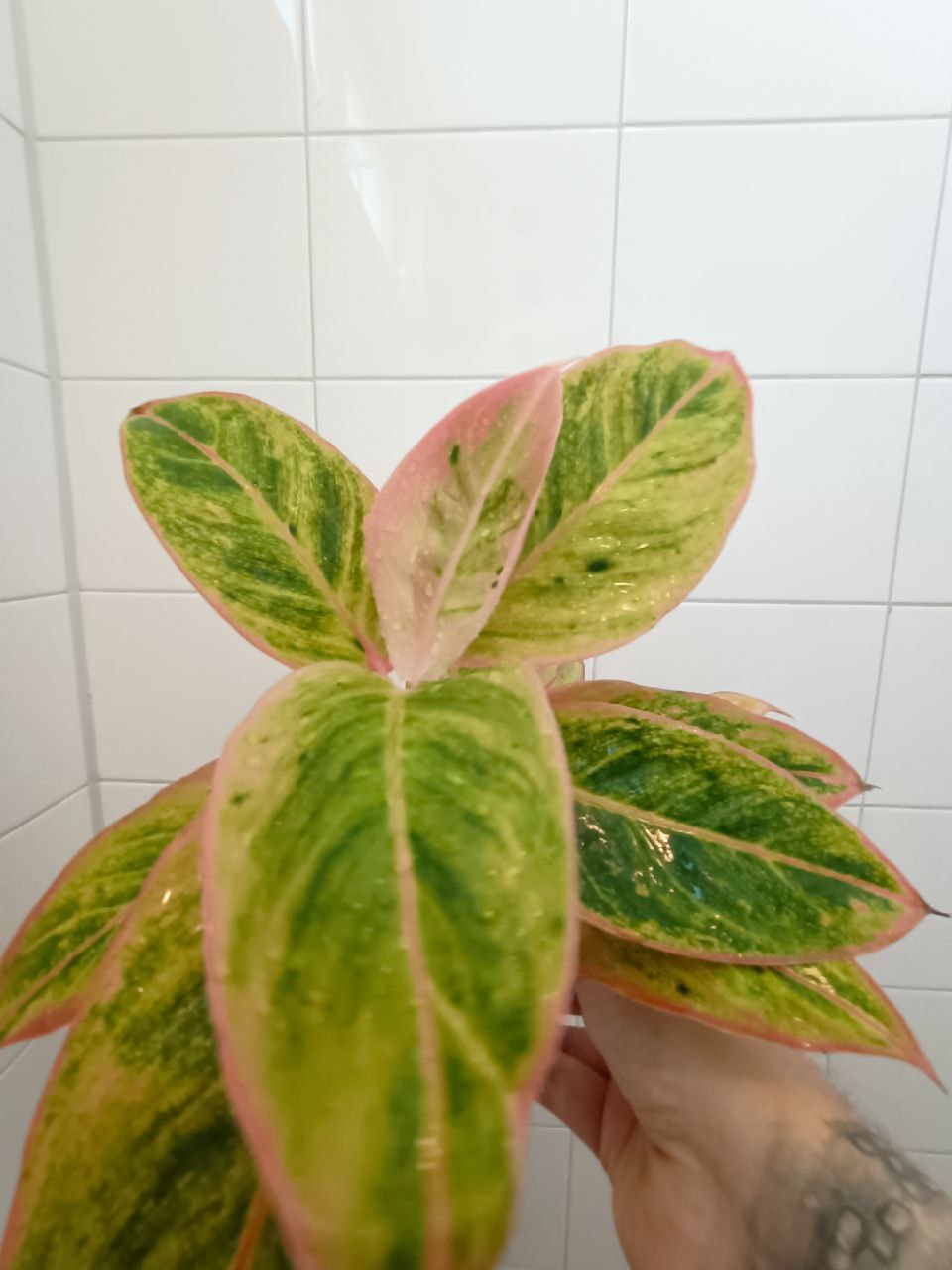 aglaonema salmon fantasy