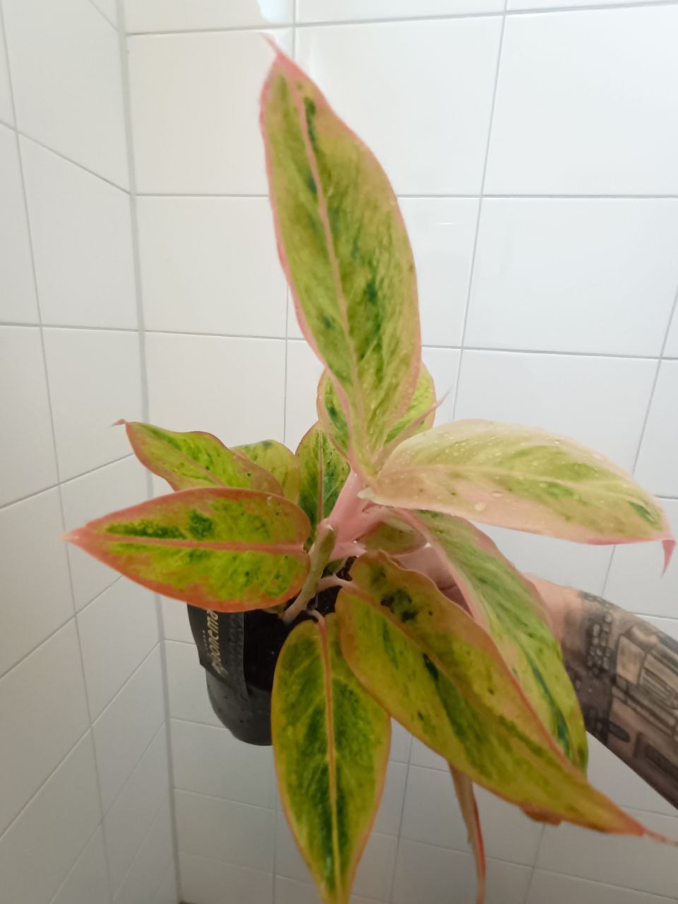aglaonema salmon fantasy