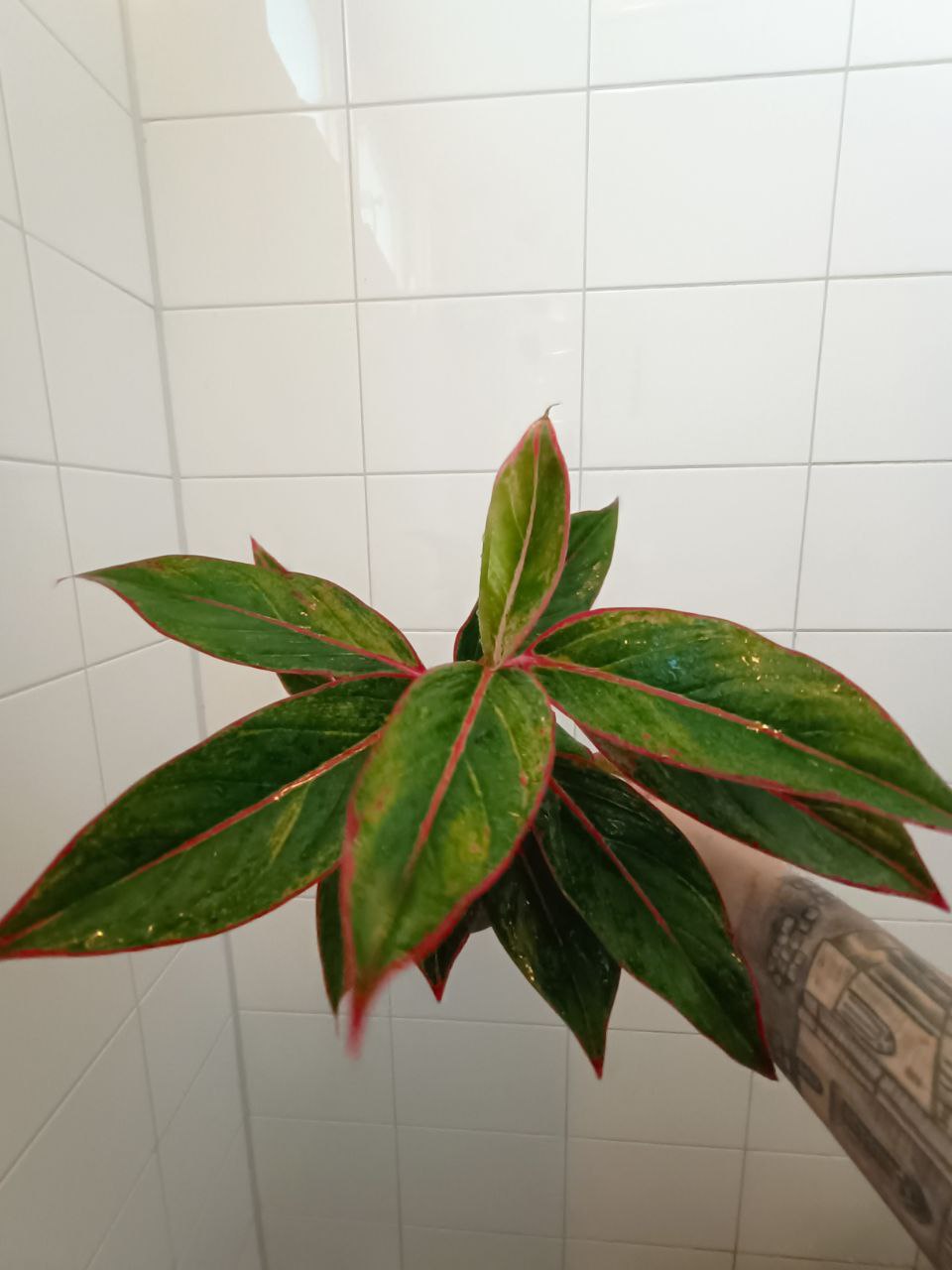 aglaonema jungle red
