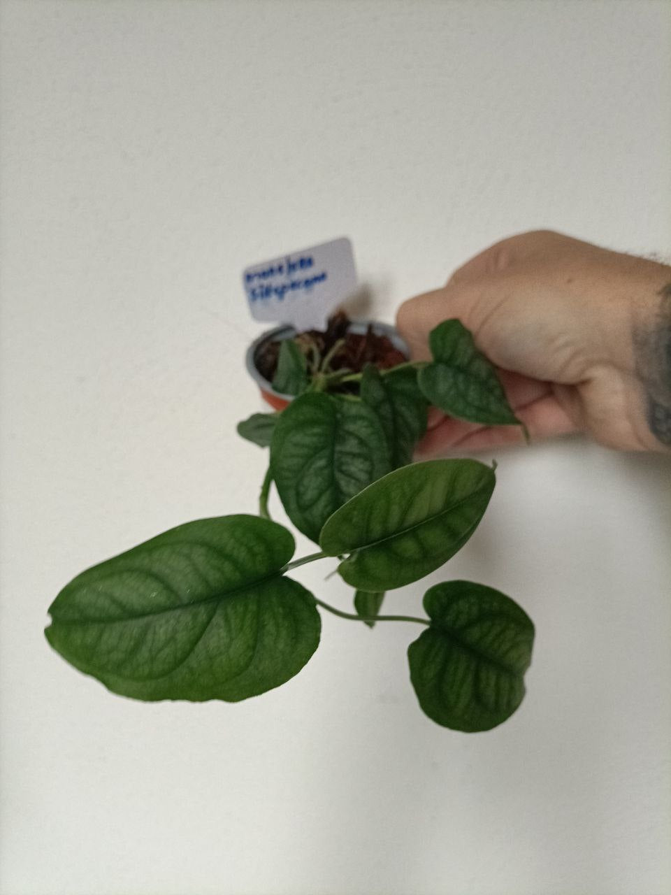 Monstera siltepecana