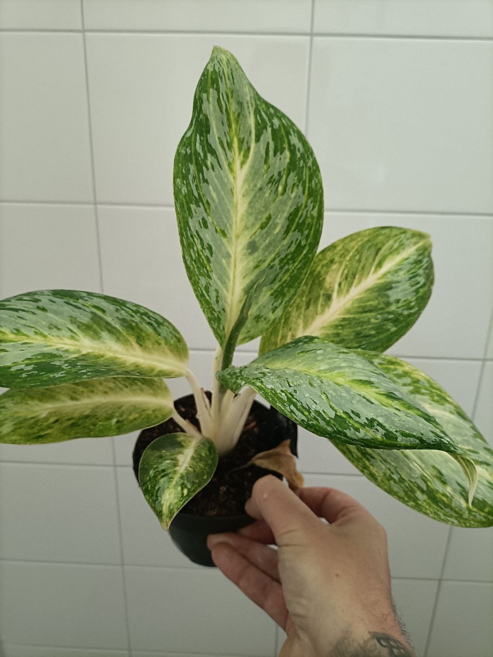aglaonema key lime