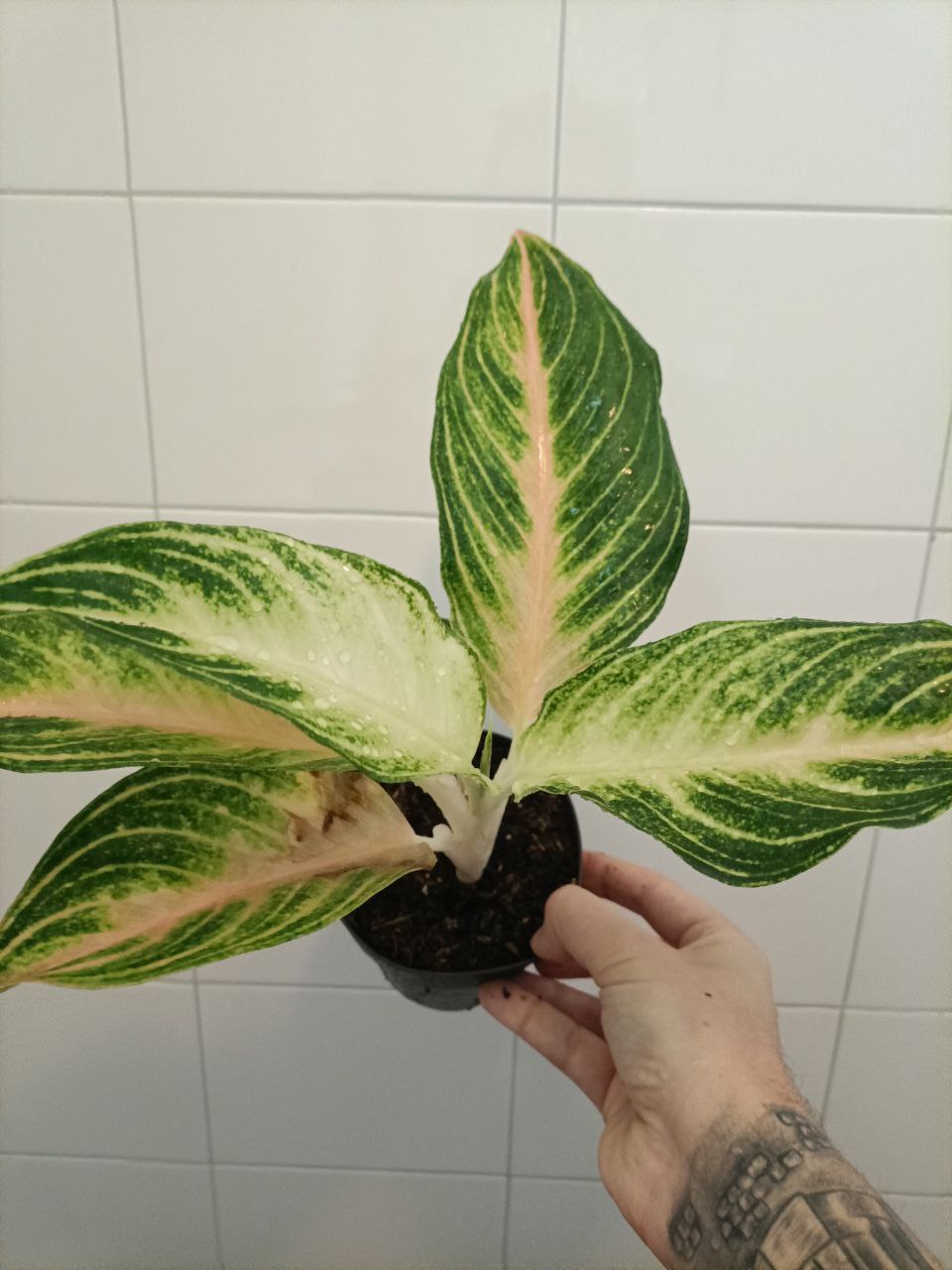 aglaonema spring red