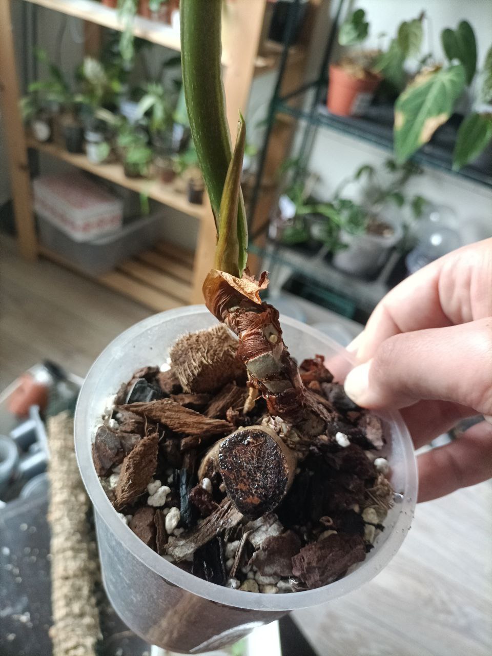 philodendron mamei dork
