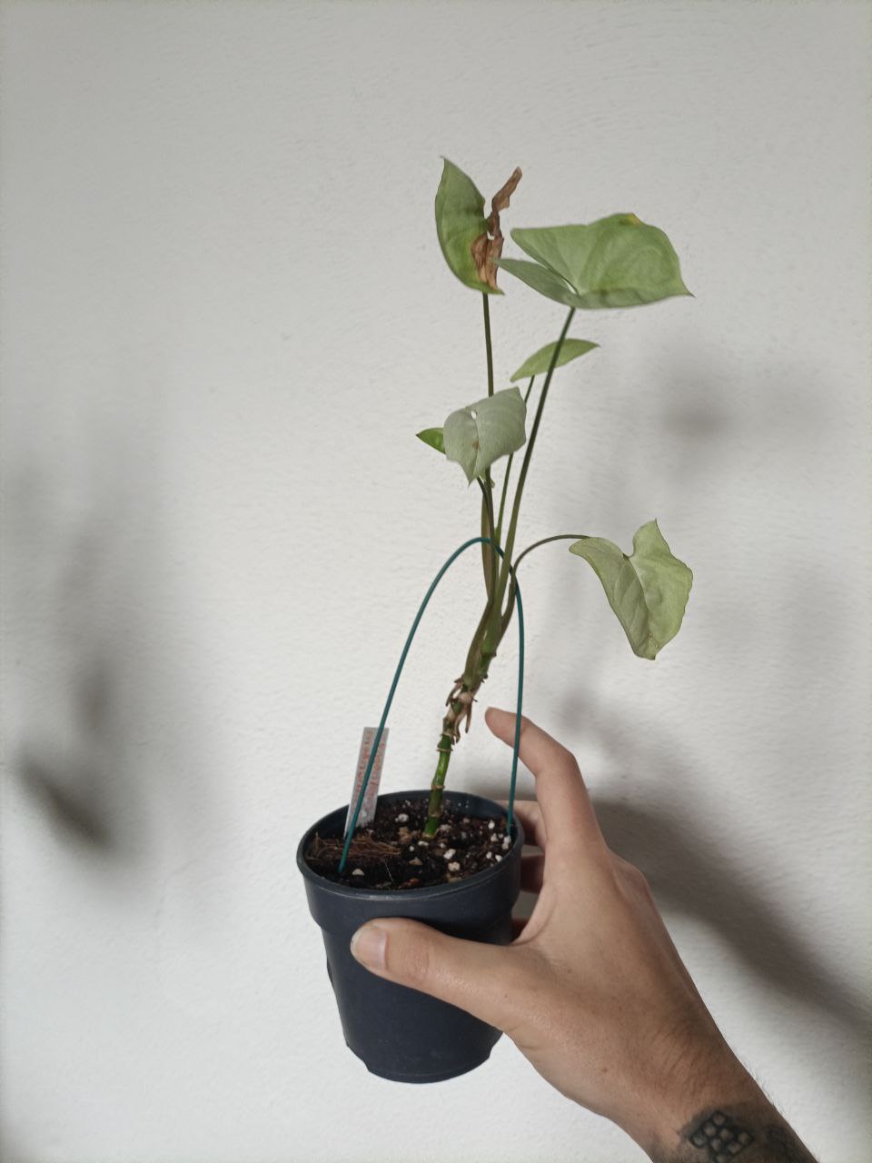 syngonium moonshine