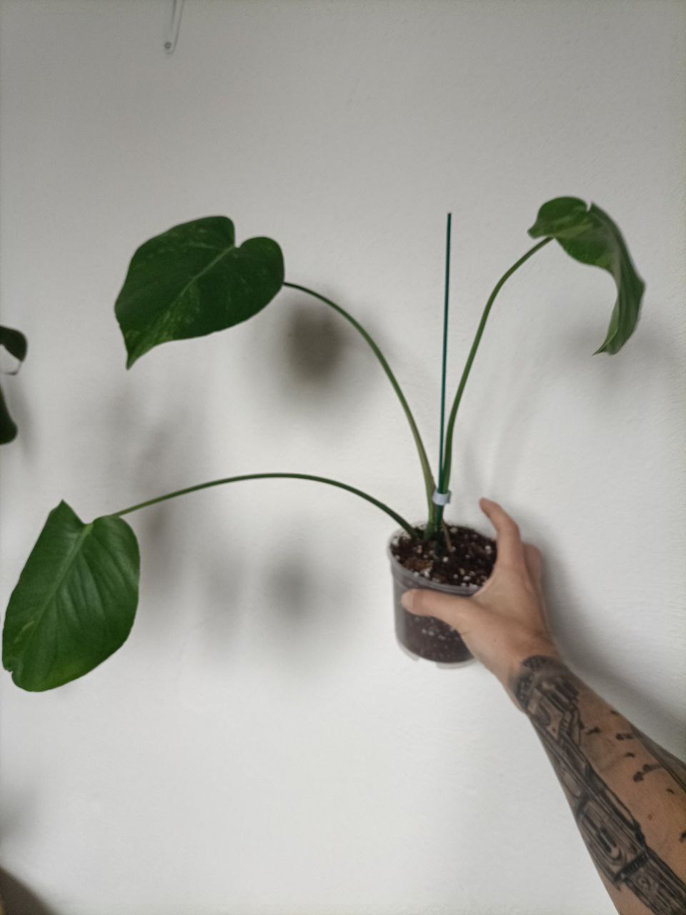 monstera delicosia aurea