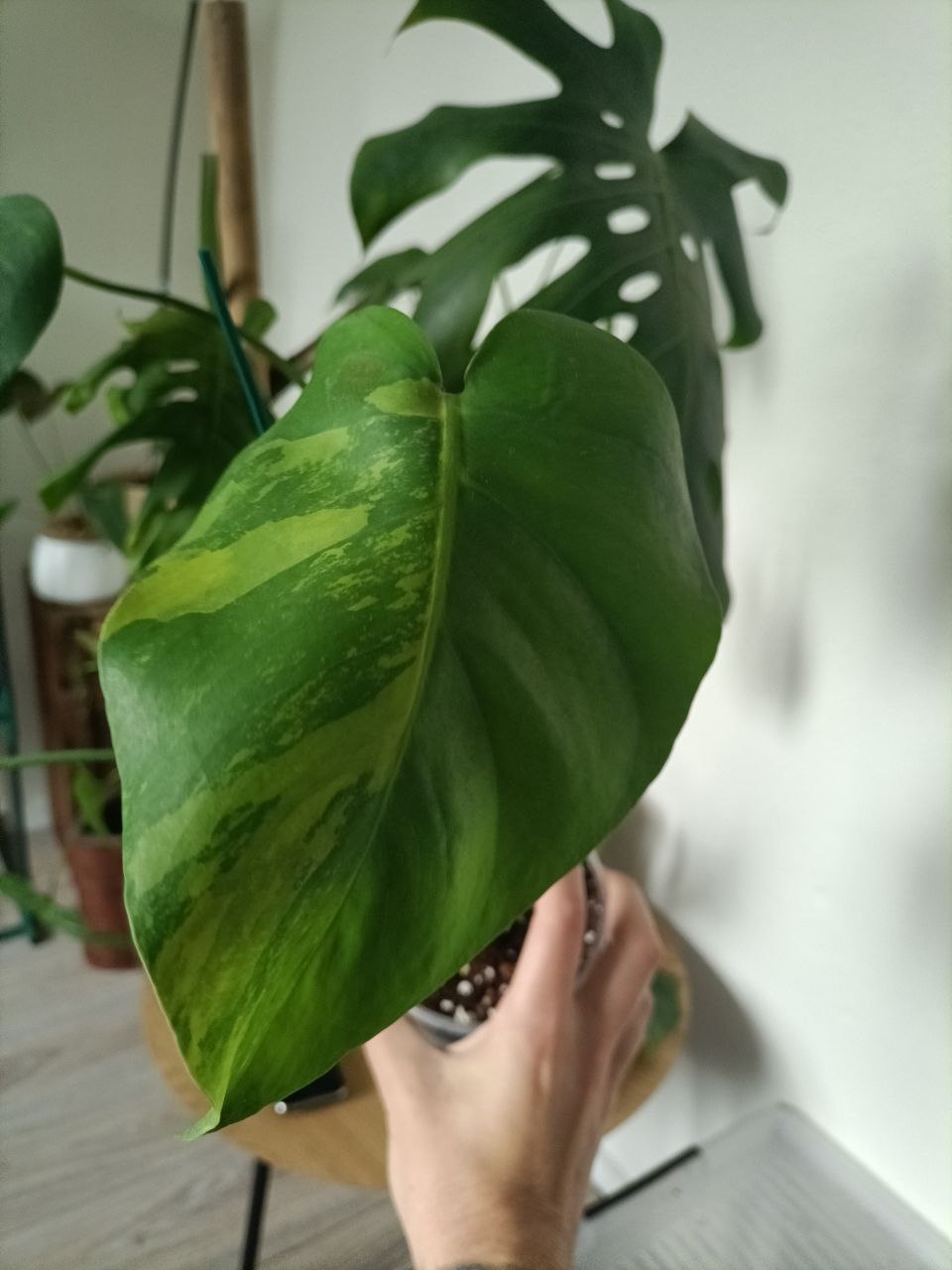 monstera delicosia aurea