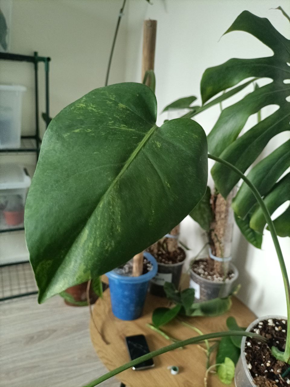 monstera delicosia aurea