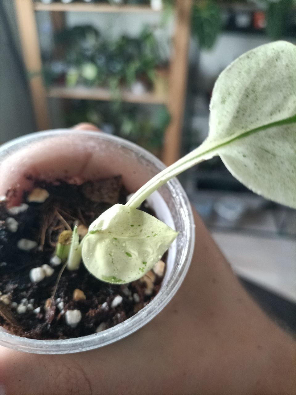 epipremnum pinnatum marble variegata