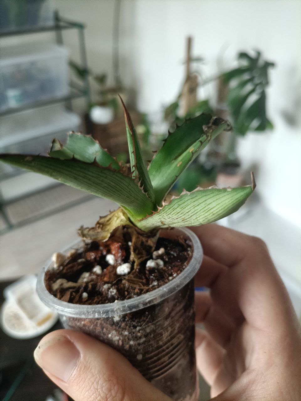 agave univittata