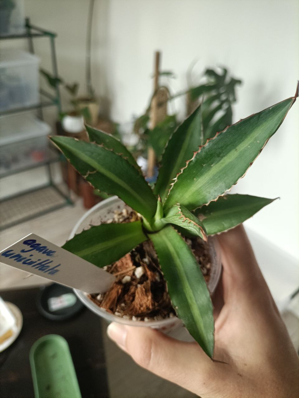 agave univittata