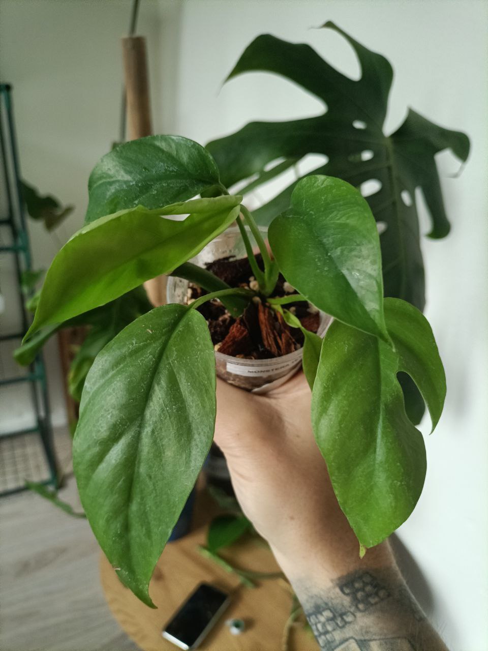Rhaphidophora tetrasperma