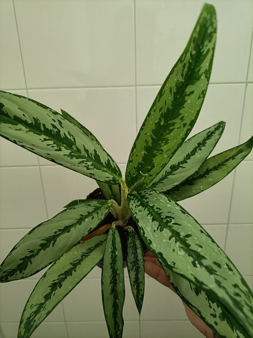 aglaonema silver queen