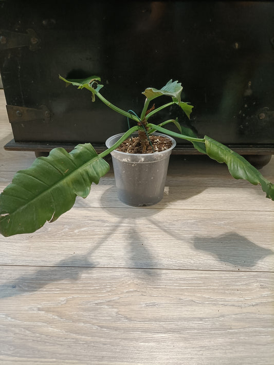 Philodendron Jungle Boogie
