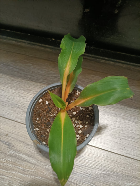 Chlorophytum Orchidastrum Green/Orange