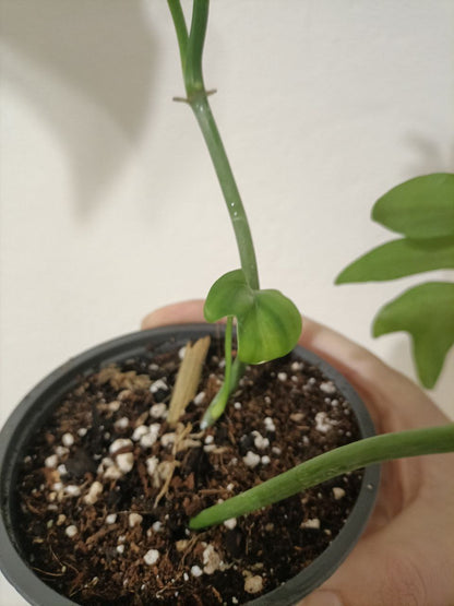 Philodendron Distantilobum