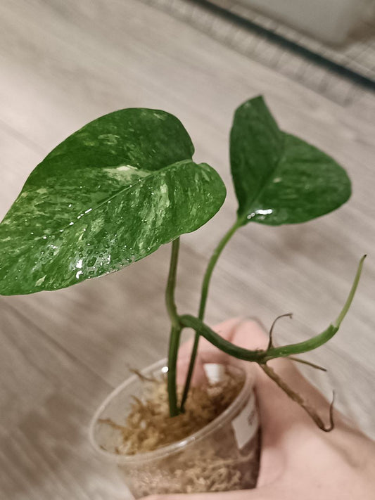 Epipremnum Pinnatum Albo Variegata