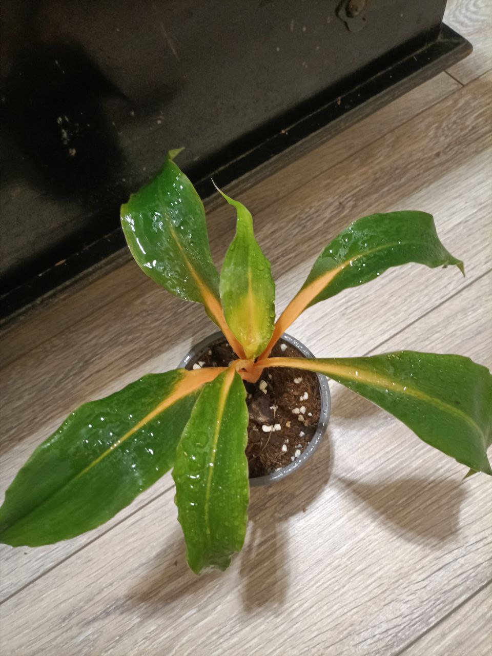 Chlorophytum Orchidastrum Green/Orange
