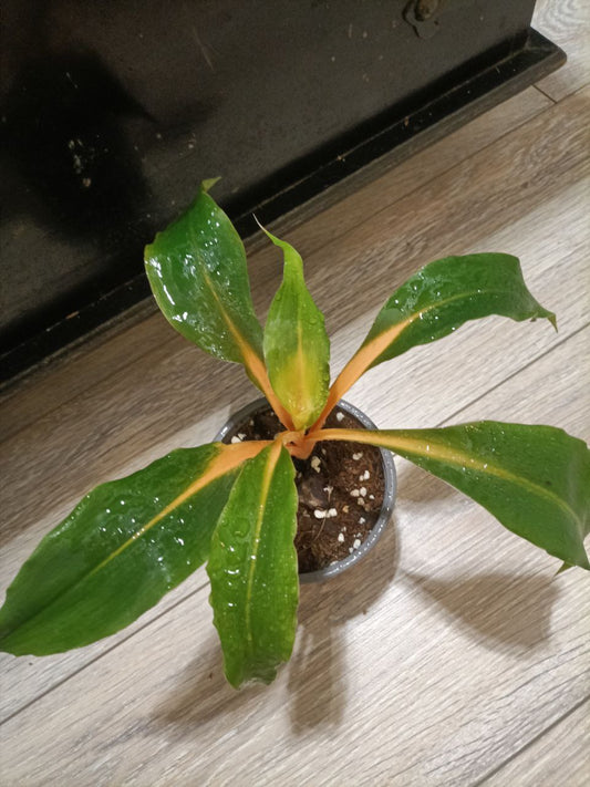 Chlorophytum Orchidastrum Green/Orange
