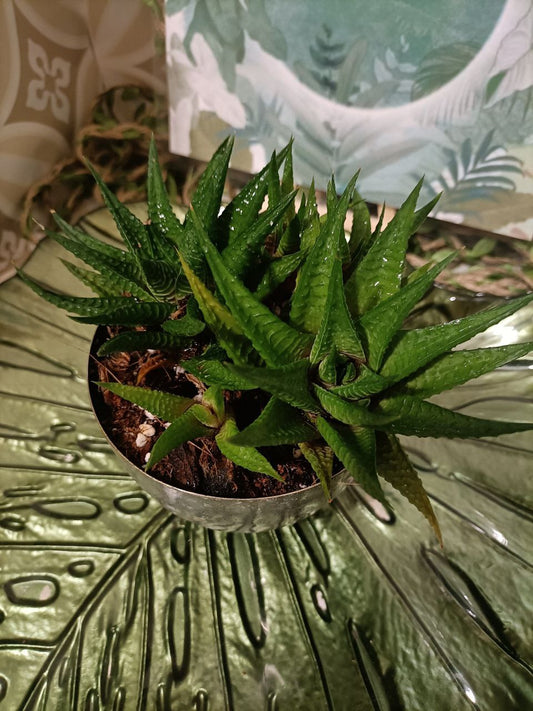 haworthia limifolia