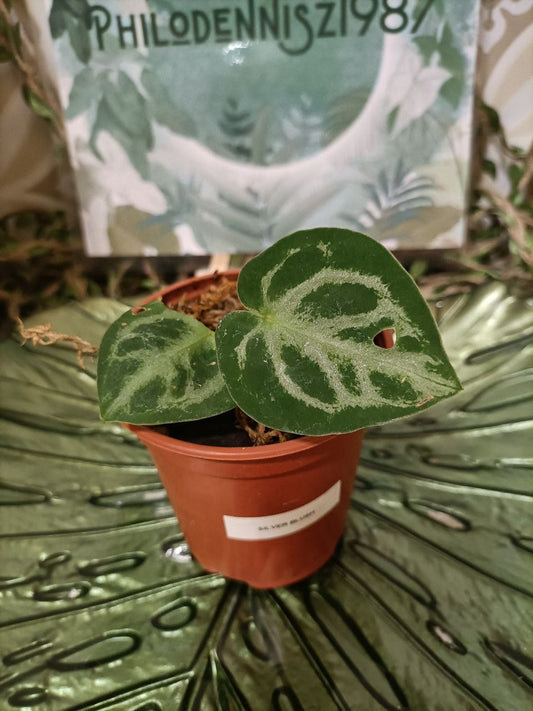 anthurium crystalinium silver blush