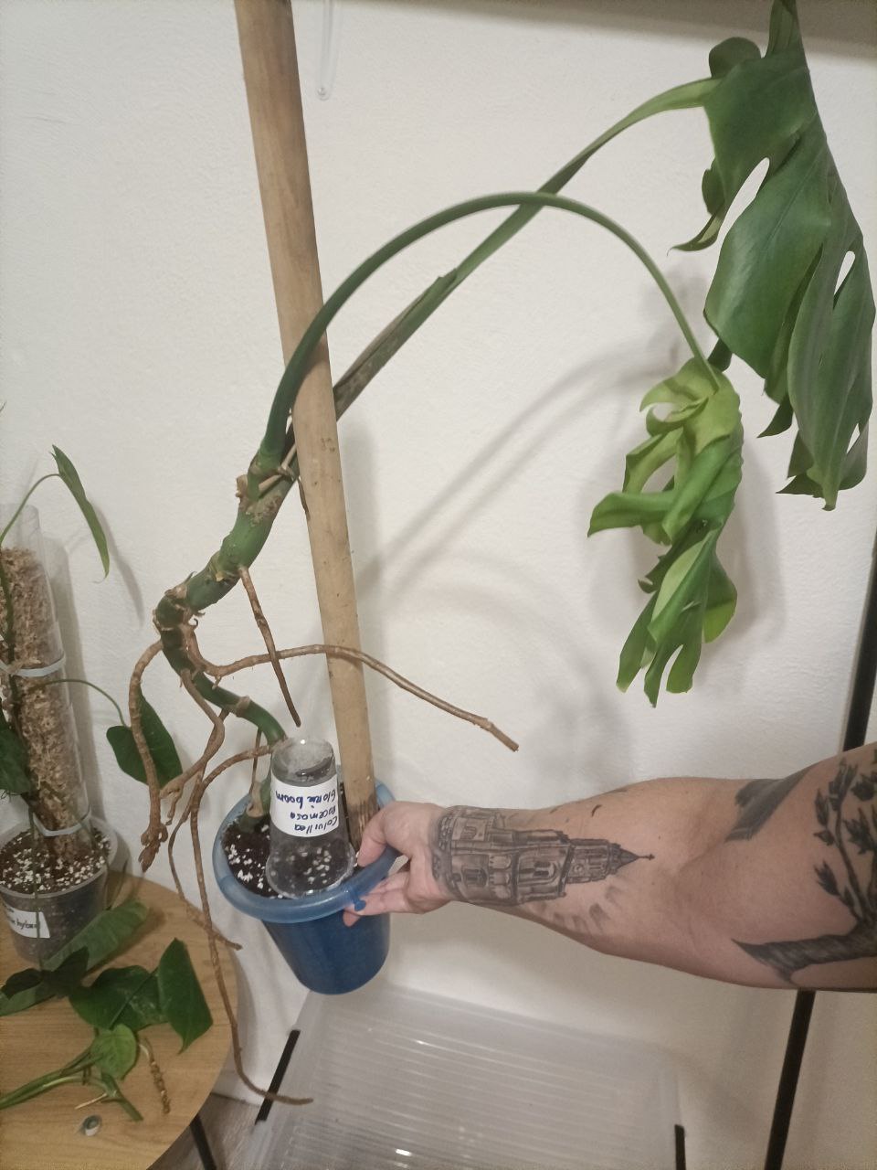 monstera delicosia XL Large form