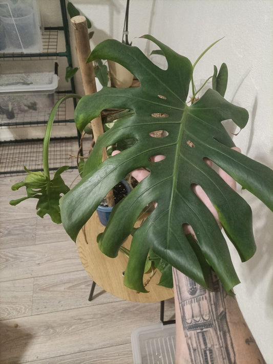 monstera delicosia XL Large form