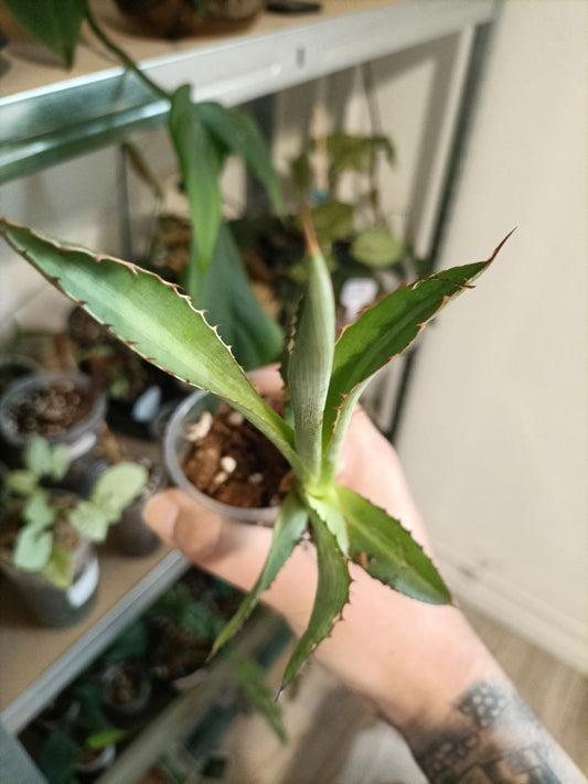 agave cupreata