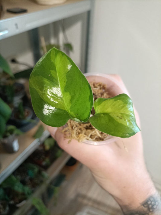 epipremnum global green