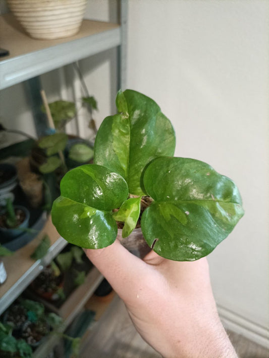 epipremnum global green